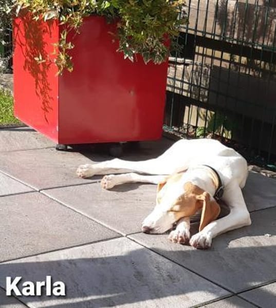 Blind Date gefällig? Karla wartet