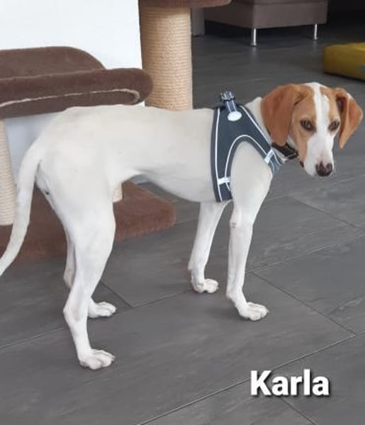 Blind Date gefällig? Karla wartet