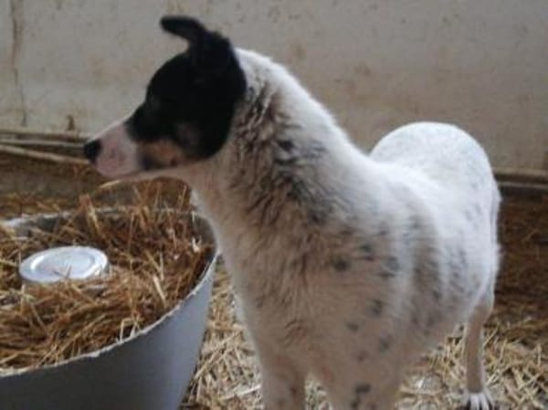 Lybos  54 cm (Pflegestelle)