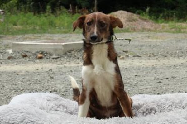 Delvin sucht sein Für-Immer-Zuhause