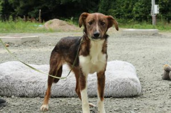 Delvin sucht sein Für-Immer-Zuhause