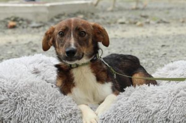 Delvin sucht sein Für-Immer-Zuhause