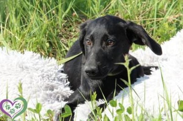 Herzensbrecher Maniso sucht dich