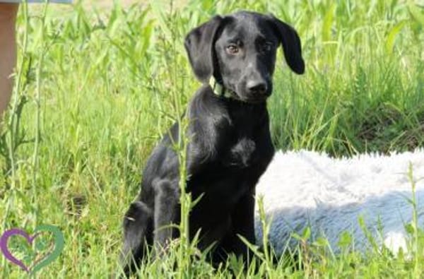 Herzensbrecher Maniso sucht dich