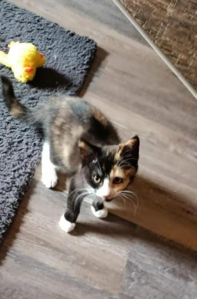 Püppi sucht neuen Wirkungskreis