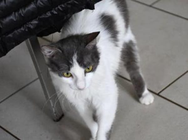 Zuckersüße Pioggia sucht Zuhause