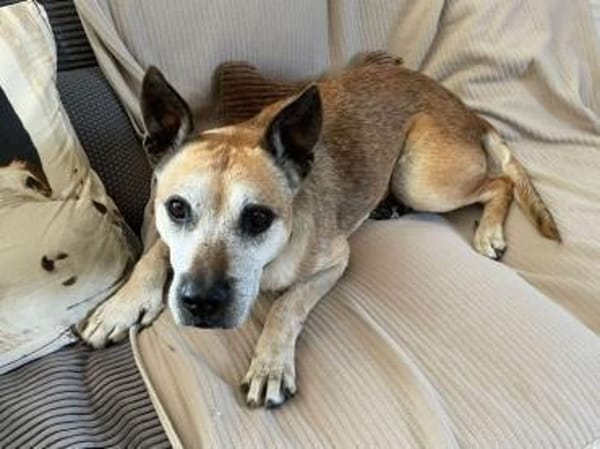 Guille sucht sein Zuhause für Immer !!!