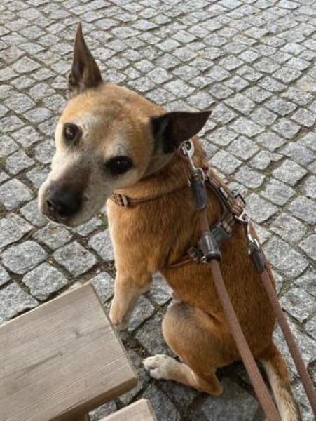 Guille sucht sein Zuhause für Immer !!!