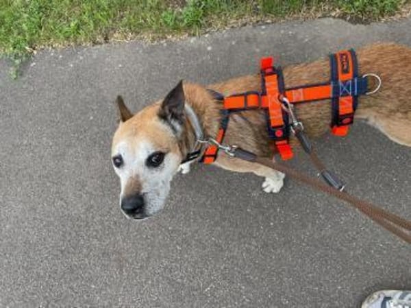 Guille sucht sein Zuhause für Immer !!!