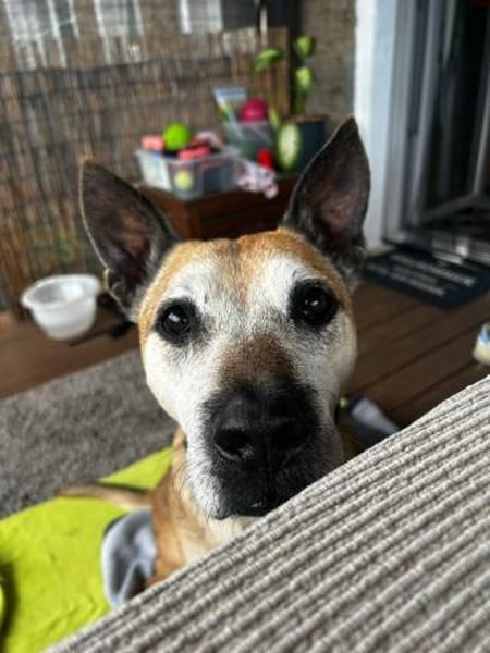 Guille sucht sein Zuhause für Immer !!!