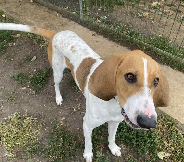 PONGO