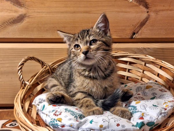 PRECIEUSE