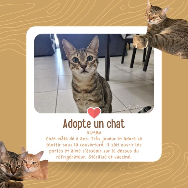 Simba chat mâle