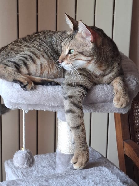 Simba chat mâle