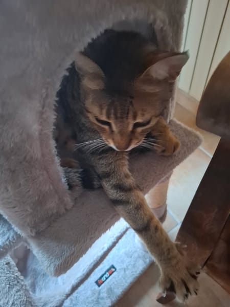 Simba chat mâle