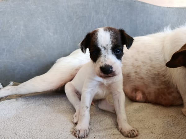 ERIK (union animal)
