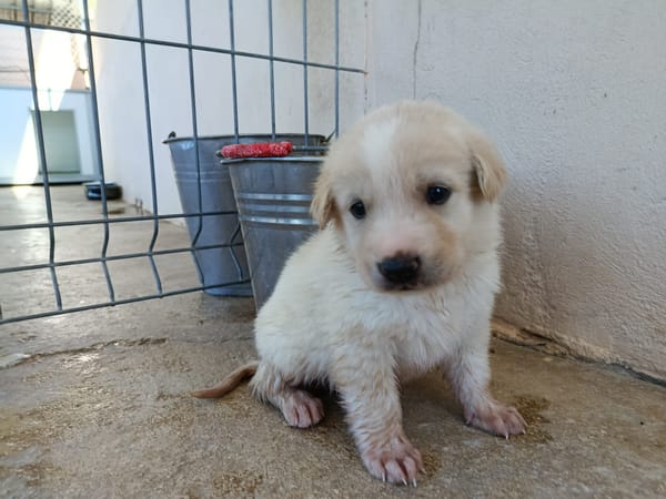 GALLETA (union animal)