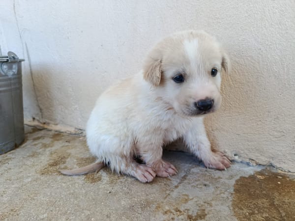 GALLETA (union animal)