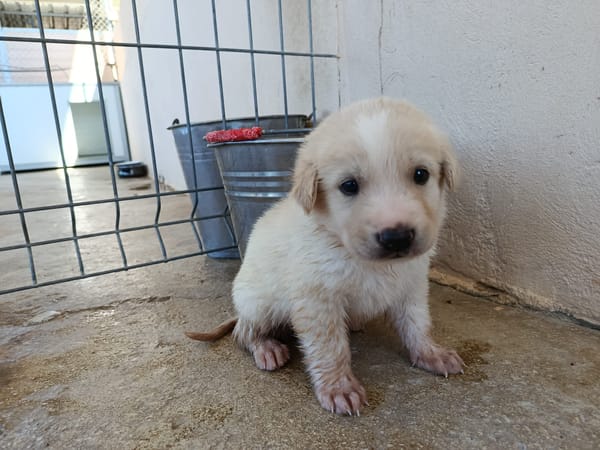 GALLETA (union animal)