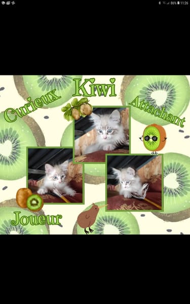 Kiwi