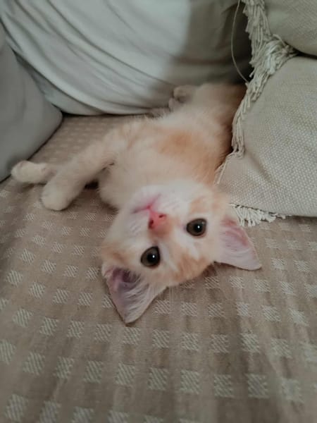 Arya, la belle minette