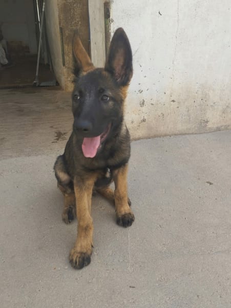 BRUNO