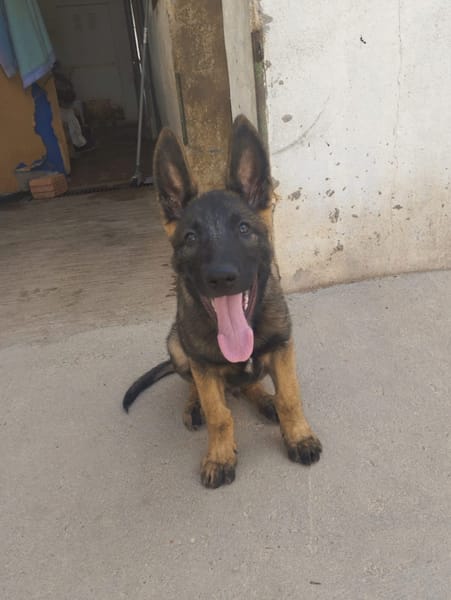 BRUNO