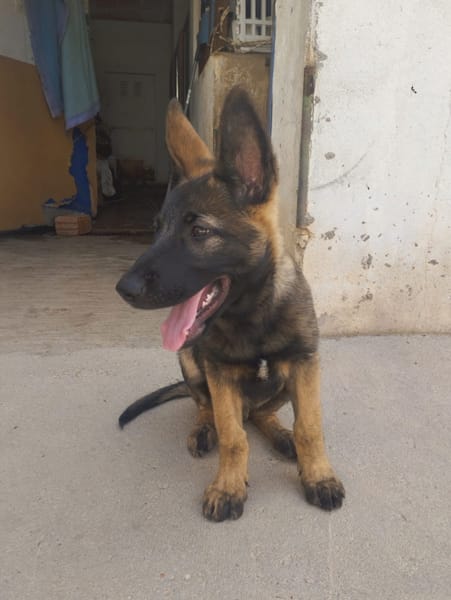 BRUNO