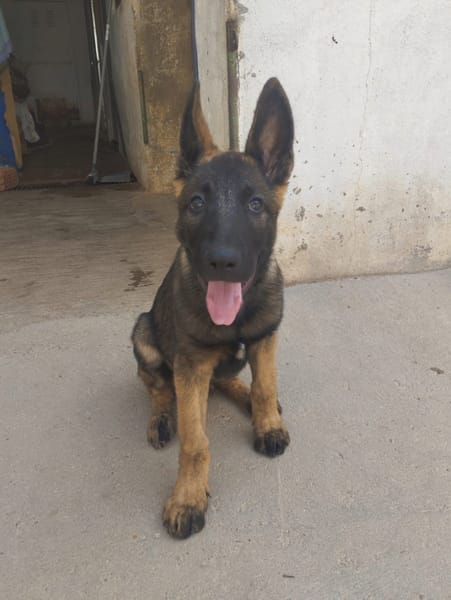 BRUNO