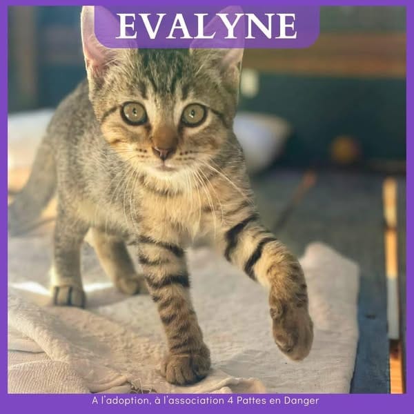 EVALYNE