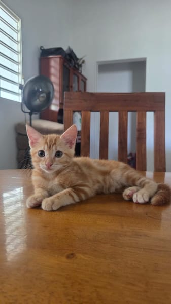 Tagada, femelle croisée européen, née le 17/05/2025 🐱