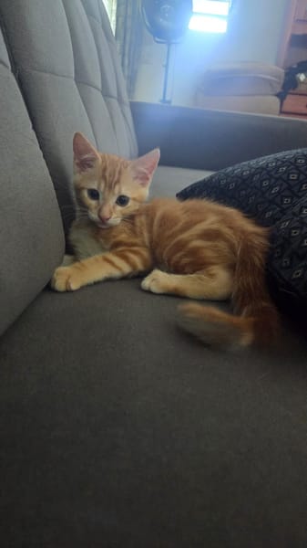 Tagada, femelle croisée européen, née le 17/05/2025 🐱