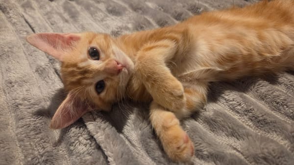 Tagada, femelle croisée européen, née le 17/05/2025 🐱