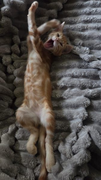 Tagada, femelle croisée européen, née le 17/05/2025 🐱