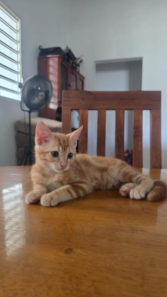 Tagada, femelle croisée européen, née le 17/05/2025 🐱