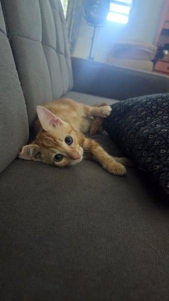 Tagada, femelle croisée européen, née le 17/05/2025 🐱