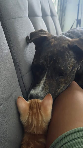 Tagada, femelle croisée européen, née le 17/05/2025 🐱