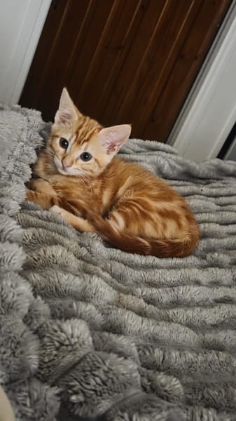 Tagada, femelle croisée européen, née le 17/05/2025 🐱