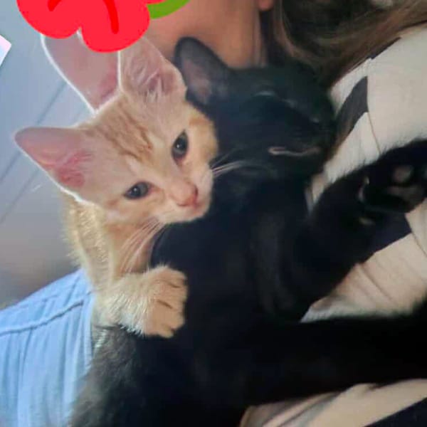 ALOHA & BAGHEERA