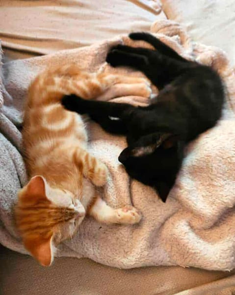 ALOHA & BAGHEERA