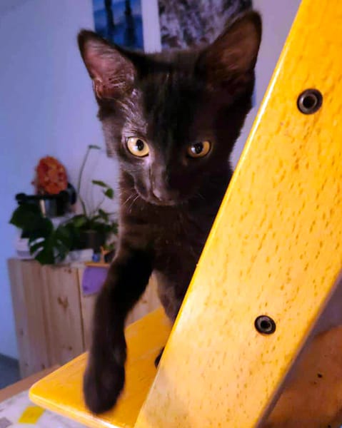 ALOHA & BAGHEERA