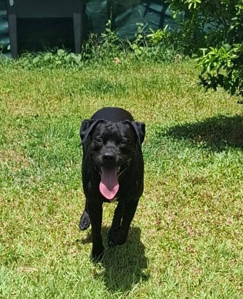 Tito, mâle croisé berger, né le 10/02/2022 🐶