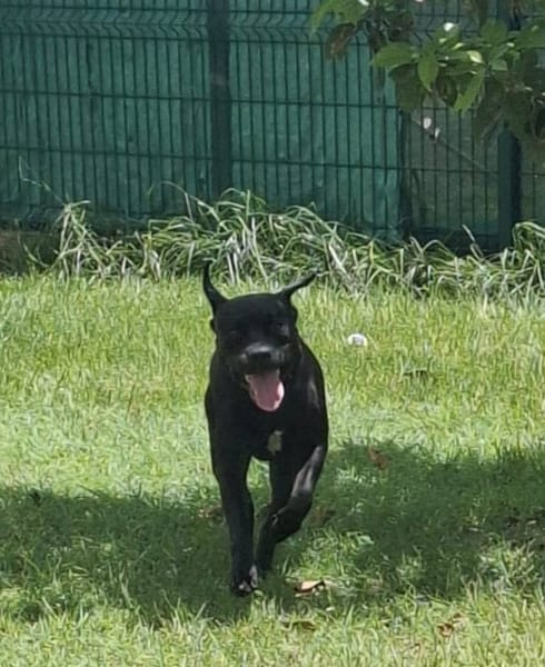 Tito, mâle croisé berger, né le 10/02/2022 🐶