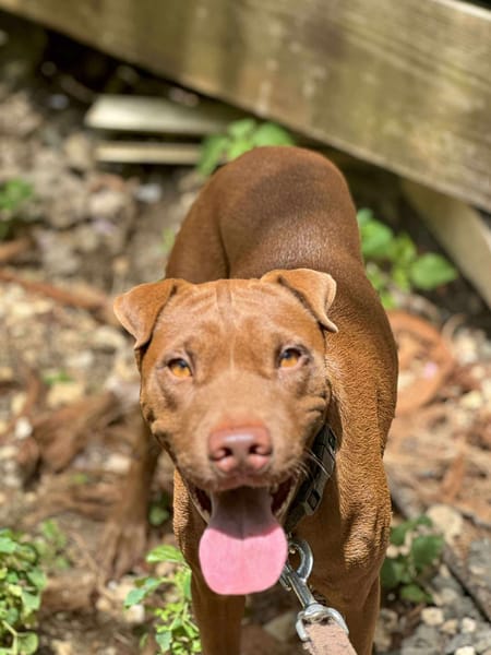 Pollux, mâle croisé shar pei, né le 03/06/2024  🐶