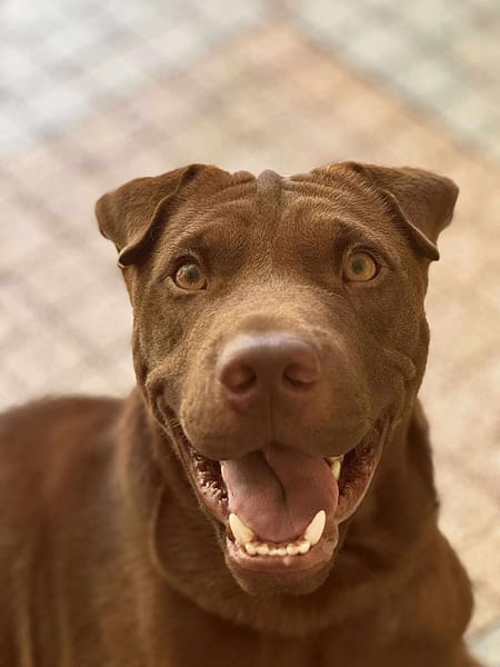 Pollux, mâle croisé shar pei, né le 03/06/2024  🐶