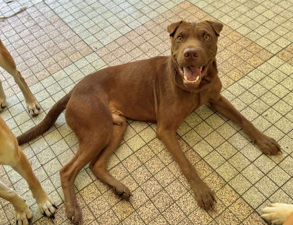 Pollux, mâle croisé shar pei, né le 03/06/2024  🐶