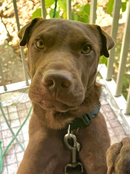 Pollux, mâle croisé shar pei, né le 03/06/2024  🐶