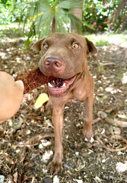 Pollux, mâle croisé shar pei, né le 03/06/2024  🐶