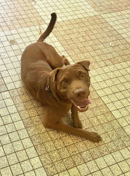 Pollux, mâle croisé shar pei, né le 03/06/2024  🐶