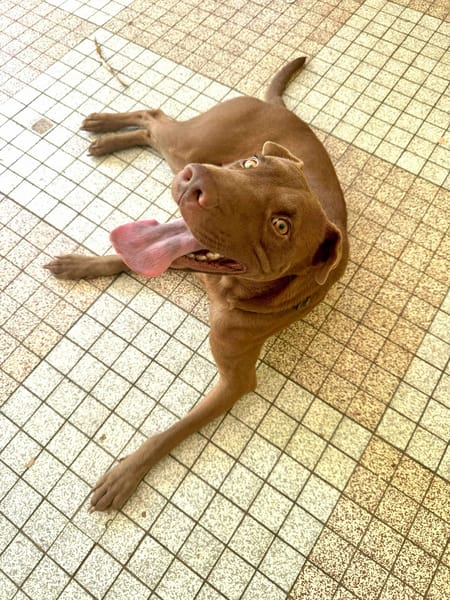 Pollux, mâle croisé shar pei, né le 03/06/2024  🐶